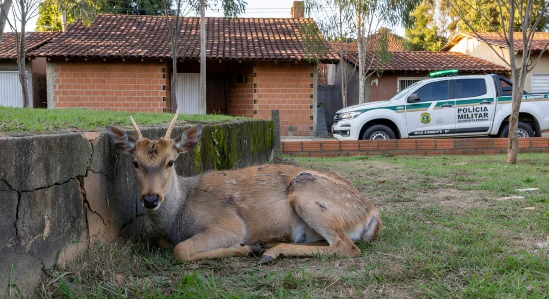 Veado-catingueiro ferido resgatado pela Polícia Ambiental em residência no Gama, Distrito Federal.