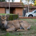 Veado-catingueiro ferido resgatado pela Polícia Ambiental em residência no Gama, Distrito Federal.