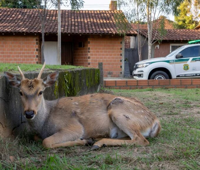 Veado-catingueiro ferido resgatado pela Polícia Ambiental em residência no Gama, Distrito Federal.
