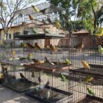 Aves silvestres apreendidas em gaiolas pela Polícia Ambiental no Gama, Brasília