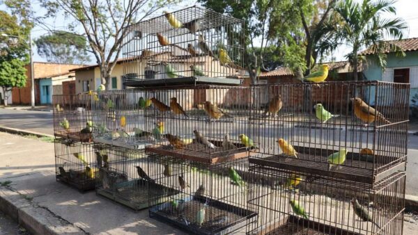 Aves silvestres apreendidas em gaiolas pela Polícia Ambiental no Gama, Brasília