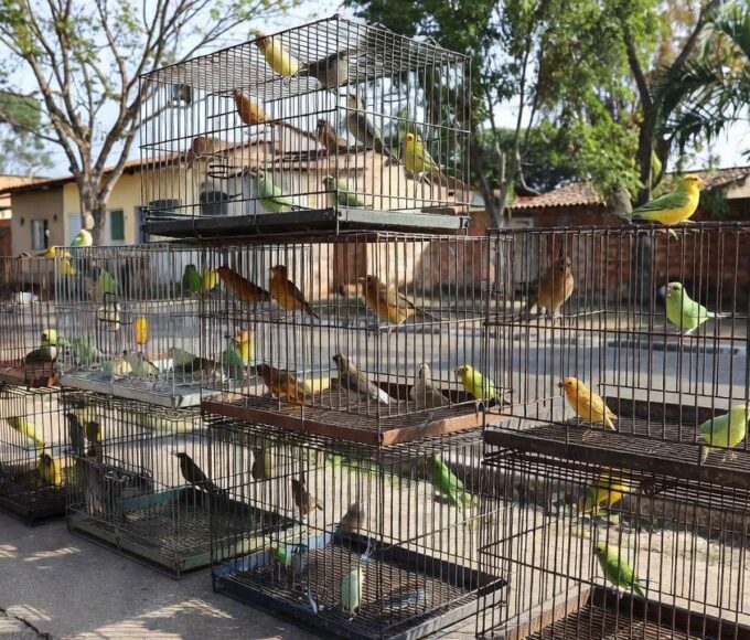 Aves silvestres apreendidas em gaiolas pela Polícia Ambiental no Gama, Brasília