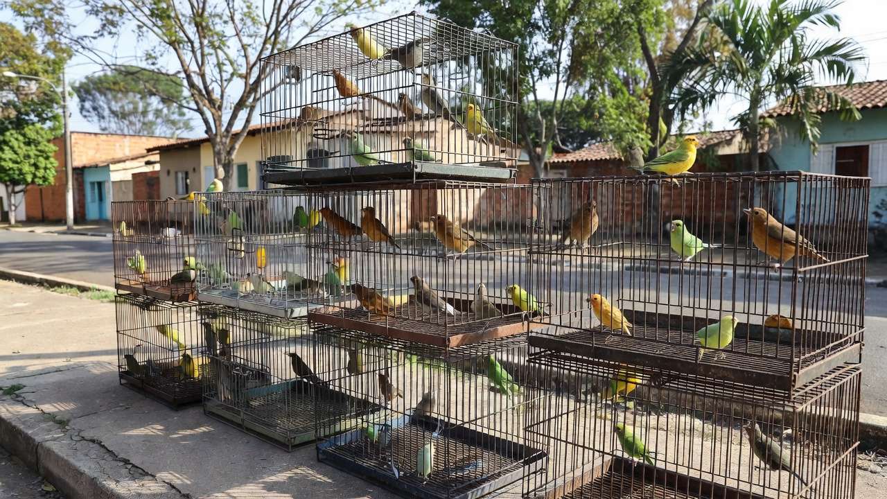 Aves silvestres apreendidas em gaiolas pela Polícia Ambiental no Gama, Brasília