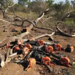 Motosserras apreendidas em desmatamento irregular em Arniqueiras