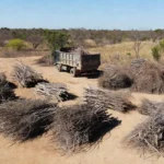 Ponto de descarte de podas e galhadas em Brasília durante a seca no DF